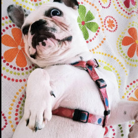 Fransız Bulldog, Köpek  Hera fotoğrafı