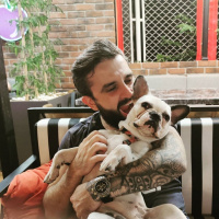 Fransız Bulldog, Köpek  Hera fotoğrafı