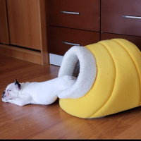 Fransız Bulldog, Köpek  Hera fotoğrafı