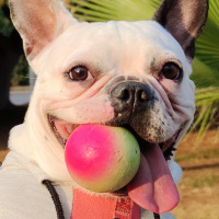 Fransız Bulldog, Köpek  Hera fotoğrafı