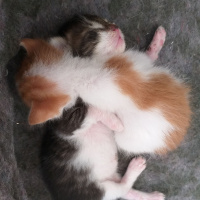 Sarman, Kedi  Fındık ve yağmur fotoğrafı