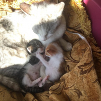 Sarman, Kedi  Fındık ve yağmur fotoğrafı