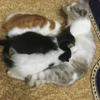 Sarman, Kedi  Fındık ve yağmur fotoğrafı
