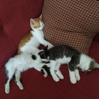 Sarman, Kedi  Fındık ve yağmur fotoğrafı