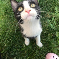 Tekir Kedi, Kedi  Papyon fotoğrafı