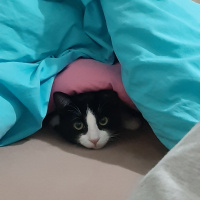 Tekir Kedi, Kedi  Papyon fotoğrafı