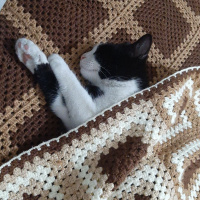 Tekir Kedi, Kedi  Papyon fotoğrafı