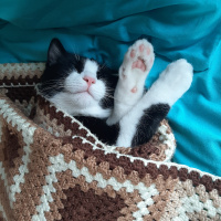 Tekir Kedi, Kedi  Papyon fotoğrafı