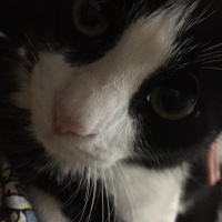 Tekir Kedi, Kedi  Papyon fotoğrafı