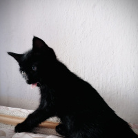 Bombay, Kedi  Odin fotoğrafı