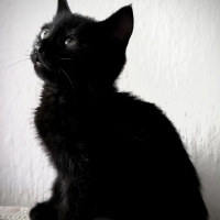 Bombay, Kedi  Odin fotoğrafı