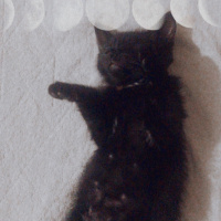 Bombay, Kedi  Odin fotoğrafı