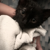 Bombay, Kedi  Odin fotoğrafı