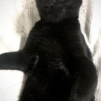 Bombay, Kedi  Odin fotoğrafı