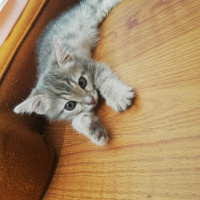 Tekir Kedi, Kedi  Gece fotoğrafı