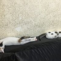 Tekir Kedi, Kedi  Pasaklı fotoğrafı