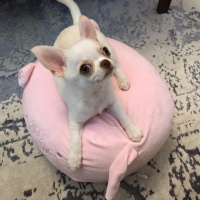 Chihuahua, Köpek  Latte fotoğrafı