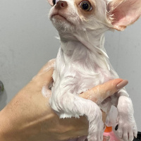 Chihuahua, Köpek  Latte fotoğrafı