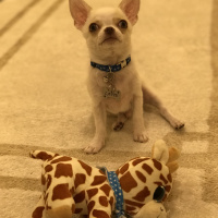 Chihuahua, Köpek  Latte fotoğrafı
