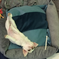 Chihuahua, Köpek  Latte fotoğrafı