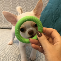 Chihuahua, Köpek  Latte fotoğrafı