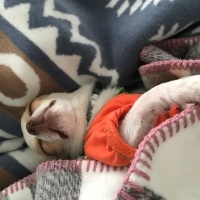 Chihuahua, Köpek  Latte fotoğrafı