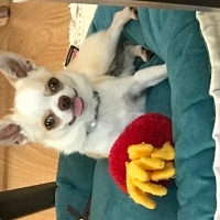Chihuahua, Köpek  Latte fotoğrafı