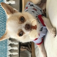 Chihuahua, Köpek  Latte fotoğrafı