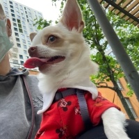 Chihuahua, Köpek  Latte fotoğrafı