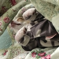 Chihuahua, Köpek  Latte fotoğrafı
