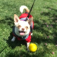 Chihuahua, Köpek  Latte fotoğrafı