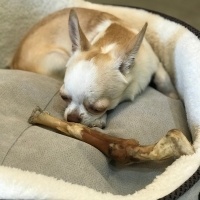 Chihuahua, Köpek  Latte fotoğrafı