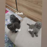 Scottish Fold, Kedi  Scottish fold kendi kendimin yavruları fotoğrafı