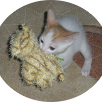 Tekir Kedi, Kedi  VELED fotoğrafı