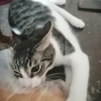 Tekir Kedi, Kedi  YABAN fotoğrafı