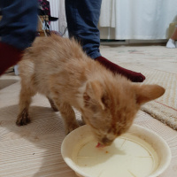 Sarman, Kedi  Sisi fotoğrafı