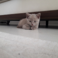 British Shorthair, Kedi  Lila fotoğrafı
