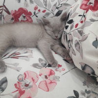 British Shorthair, Kedi  Lila fotoğrafı