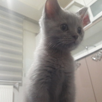 British Shorthair, Kedi  Lila fotoğrafı