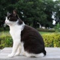 Tuxedo (Smokin) Kedi, Kedi  osman fotoğrafı