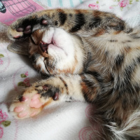 Tekir Kedi, Kedi  Sakız fotoğrafı