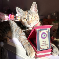 Tekir Kedi, Kedi  Sakız fotoğrafı