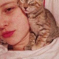 Tekir Kedi, Kedi  Sakız fotoğrafı