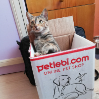 Tekir Kedi, Kedi  Sakız fotoğrafı