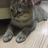 British Shorthair, Kedi  LATTE fotoğrafı