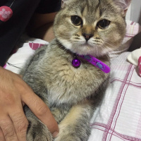 British Shorthair, Kedi  LATTE fotoğrafı