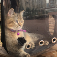 British Shorthair, Kedi  LATTE fotoğrafı