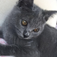British Shorthair, Kedi  Dımbıl fotoğrafı