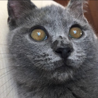 British Shorthair, Kedi  Dımbıl fotoğrafı