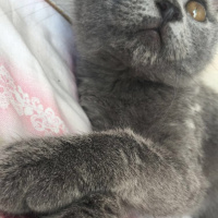 British Shorthair, Kedi  Dımbıl fotoğrafı
